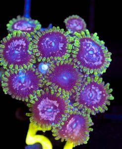 Wysiwyg Purple Monster Zoanthid Frag [F57]