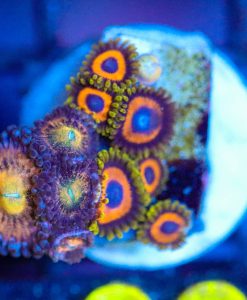 Wysiwyg Zoa Combo Frag [F66]
