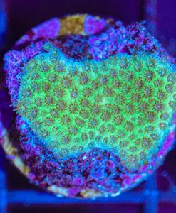 Wysiwyg Porites Frag  [F89]