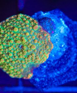 Wysiwyg Small Mushroom Frag  [F95]