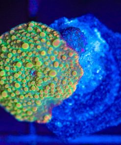 Wysiwyg Small Mushroom Frag  [F95]