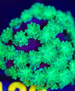 Wysiwyg Astreopora Frag [F120] **RARE**