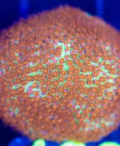 Wysiwyg Porites Frag [F128]