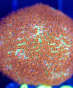 Wysiwyg Porites Frag [F128]