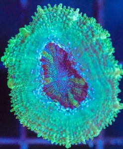 Wysiwyg Acan Frag [F132]