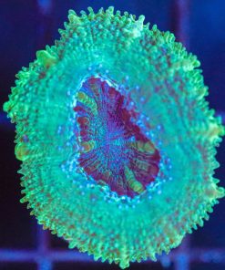 Wysiwyg Acan Frag [F132]