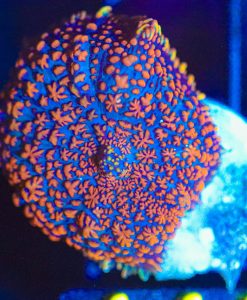 Wysiwyg Mushroom Coral Frag [F141]
