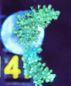 Wysiwyg  Nepthea Coral Frag [F147]