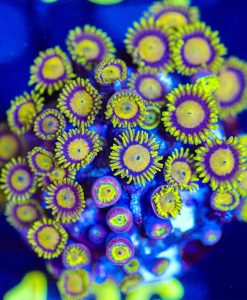 Wysiwyg  King Midas Zoa Mini Colony [F126]