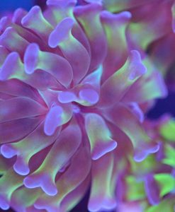Classic Hammer Coral Frag (Row #81:B)