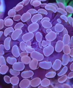 Pink Branching Hammer Coral Frag (Row #80:B)