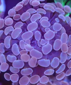 Pink Branching Hammer Coral Frag (Row #80:B)