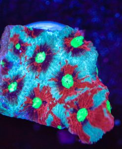Marbled War Coral Frag  (Row #49)