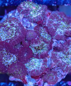 Wysiwyg Mushroom Coral Rock (C141)