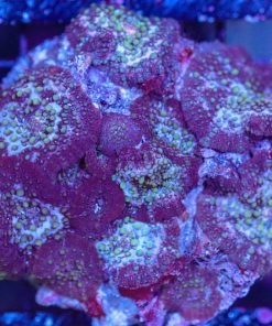 Wysiwyg Mushroom Coral Rock (C141)