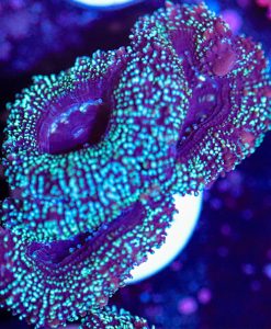 Time Traveler Acan Frag (Row #:63B)