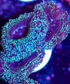 Time Traveler Acan Frag (Row #:63B)