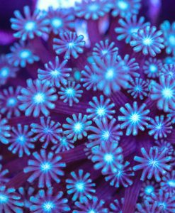 Blue Flowerpot Coral Frag (Row #68)