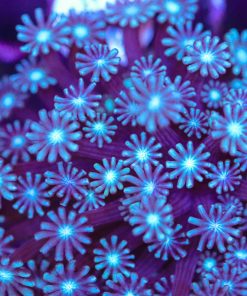 Blue Flowerpot Coral Frag (Row #68)