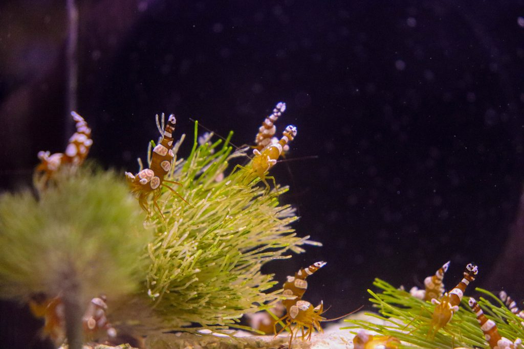 Frag Box Corals