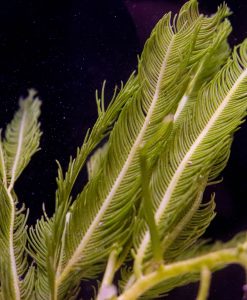 Feather Caulerpa