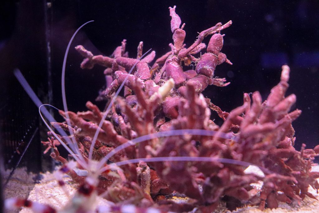 Frag Box Corals