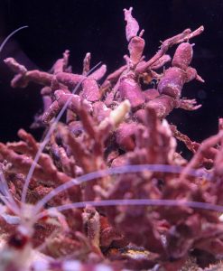 Chalky Coraline Seaweed | Bossiella Cretacea