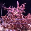 Chalky Coraline Seaweed | Bossiella Cretacea