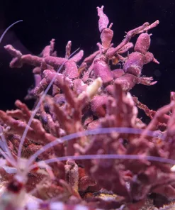 Chalky Coraline Seaweed | Bossiella Cretacea