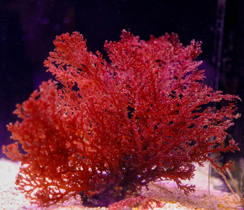 Frag Box Corals