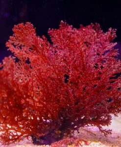 Sea Comb Macroalgae | Plocamium Cartilagineum * Small Portion*