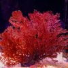 Sea Comb Macroalgae | Plocamium Cartilagineum * Small Portion*