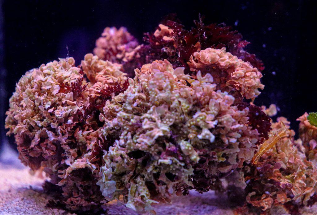 Frag Box Corals