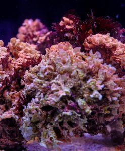 Mystery Macroalgae