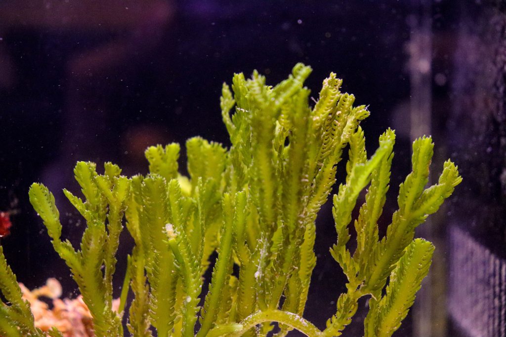 Frag Box Corals