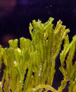Cactus Caulerpa