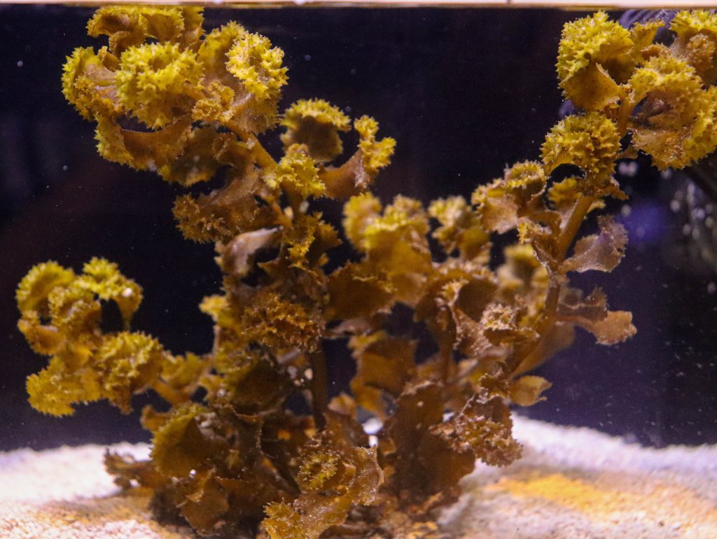 Frag Box Corals