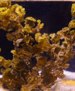 Sawtooth Kelp Macroalgae | Sargassum Ilicifolium
