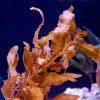 Sargassum Sp. Golden Leaf