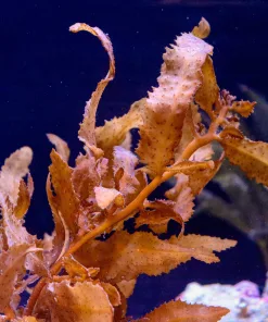 Sargassum Sp. Golden Leaf