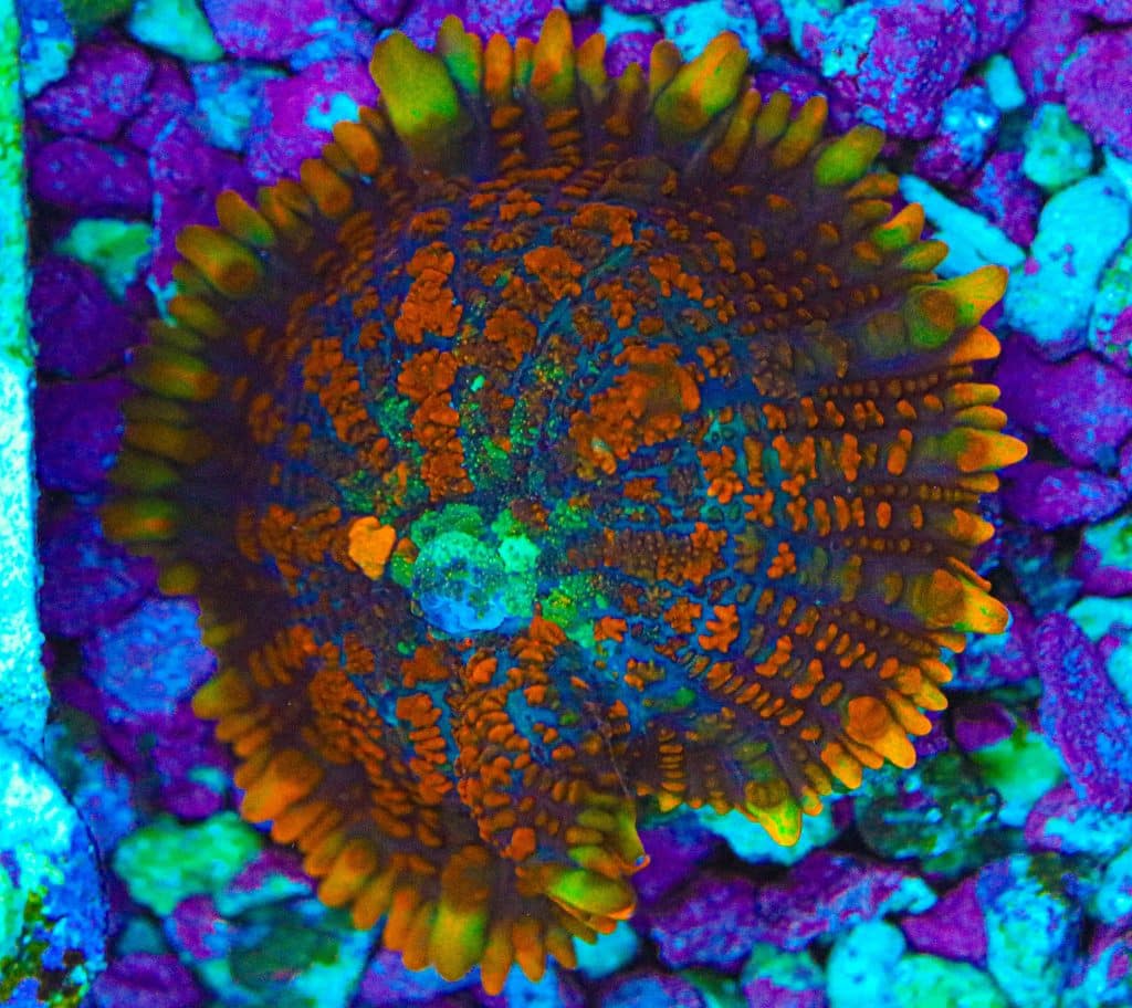 Frag Box Corals