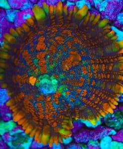 Wysiwyg Rainbow Rim Rhodactis Mushroom (SH) Free shipping no minimum livestock spend
