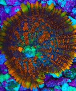 Wysiwyg Rainbow Rim Rhodactis Mushroom (SH) Free shipping no minimum livestock spend