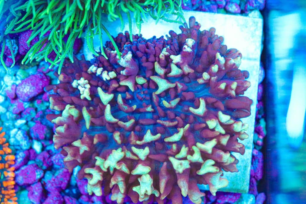 Frag Box Corals