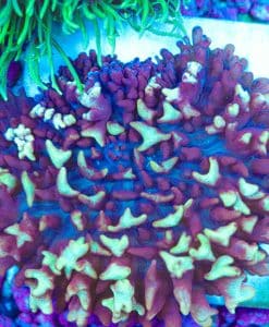 Wysiwyg Large Magic Fire Mushroom (SH)
