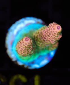Wysiwyg Ultimate Orange Sunset Millepora Frag [F149]