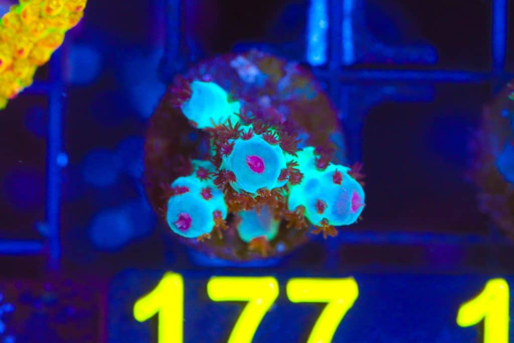 Frag Box Corals