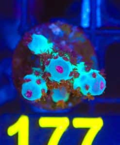 Wysiwyg Major Lazer Acropora Sarmenstoa Frag  [F177] *rare specues*