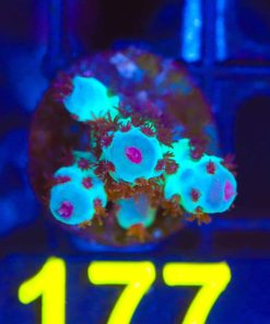 Wysiwyg Major Lazer Acropora Sarmenstoa Frag  [F177] *rare specues*