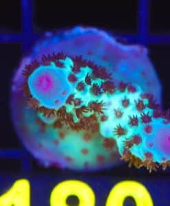 Wysiwyg Major Lazer Acropora Sarmenstoa Frag  [F180] *rare specues*